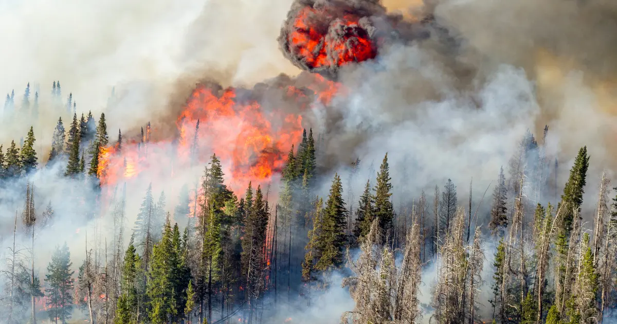 A forest fire burns intensely among tall trees, with bright orange flames and thick smoke filling the air. Some trees are charred while others remain green. Dense smoke obscures parts of the scene.